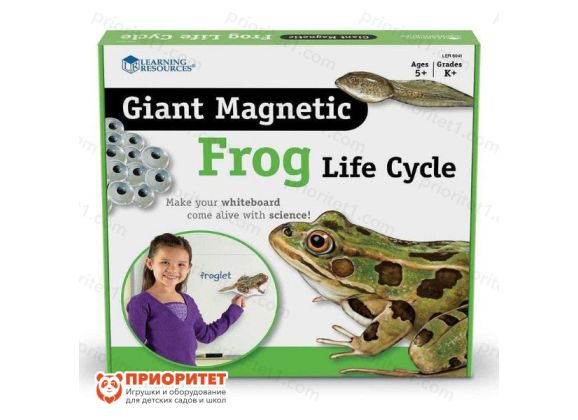 Развивающая магнитная игра «Жизненный цикл лягушки» (9 элементов) для детей