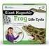 Развивающая магнитная игра «Жизненный цикл лягушки» (9 элементов) для детей