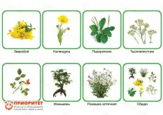 Комплект карточек Монтессори «Лекарственные растения»1
