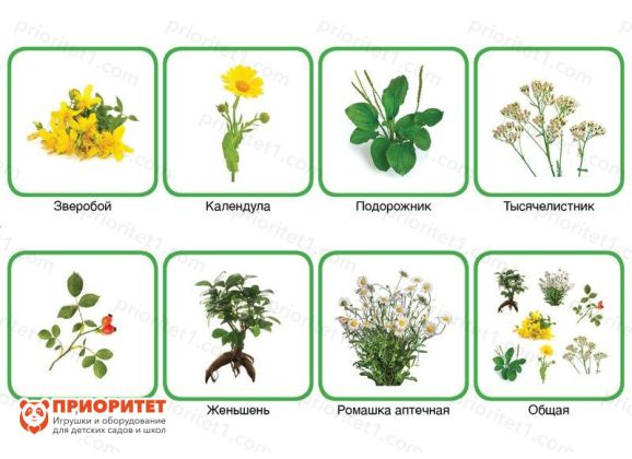 Комплект карточек Монтессори «Лекарственные растения» 2_1