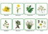 Комплект карточек Монтессори «Лекарственные растения» 2_1