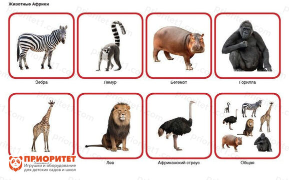 Комплект карточек Монтессори «Животные по материкам и частям света» 2_1