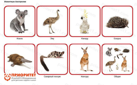 Комплект карточек Монтессори «Животные по материкам и частям света» 4_1