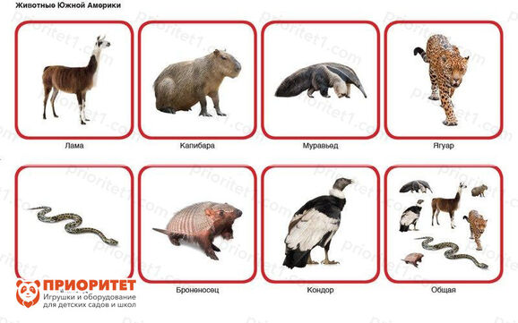 Комплект карточек Монтессори «Животные по материкам и частям света» 6_1