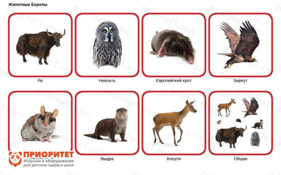 Комплект карточек Монтессори «Животные по материкам и частям света» 7_1