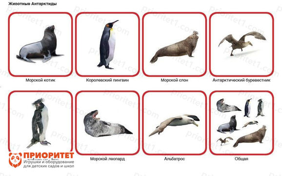 Комплект карточек Монтессори «Животные по материкам и частям света» 9_1