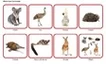 Комплект карточек Монтессори «Животные по материкам и частям света» 4_1