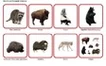 Комплект карточек Монтессори «Животные по материкам и частям света» 5_1