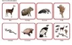 Комплект карточек Монтессори «Животные по материкам и частям света» 6_1
