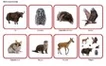 Комплект карточек Монтессори «Животные по материкам и частям света» 7_1