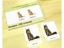 Комплект трехчастных карточек Монтессори «Кошки»_1