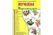 Демонстрационные карточки «Ягоды» (173x220 мм)_1
