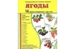Демонстрационные карточки «Ягоды» (173x220 мм)_1