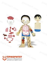 Бизиборд «Строение тела» Бизиборд «Строение тела»