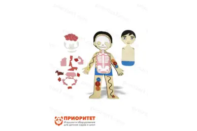 Бизиборд «Строение тела»