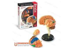 Конструктор «Анатомия человека. Мозг» (31 элемент)