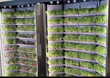 Вертикальная ферма Моя микрозелень комплектация Театро настенная