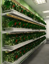 Стеллаж для выращивания клубники Стена