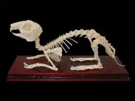Комплект скелетов различных классов животных
