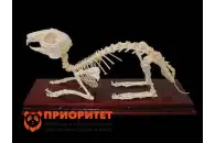 Комплект скелетов различных классов животных