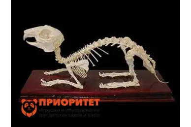 Комплект скелетов различных классов животных