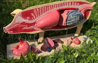 Макеты разборные Анатомическое строение свиньи