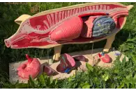 Макеты разборные Анатомическое строение свиньи