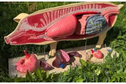 Макеты разборные Анатомическое строение свиньи1