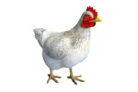 Макет анатомический разборный Кулинарная разделка сельскохозяйственной птицы