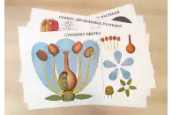 Комплект демонстрационных учебных таблиц по разделу Растения