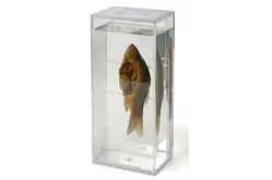 Комплект влажных препаратов Аквакультура1