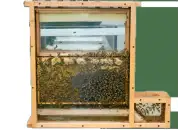 Улей наблюдательный