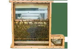 Улей наблюдательный1