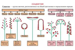 Электронные образовательные ресурсы Пчеловодство1