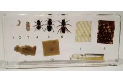 Коллекция Пчелиная семья1