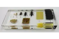 Коллекция Развитие медоносной пчелы