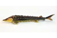 Макет анатомический разборный Кулинарная разделка хрящевых рыб на примере осетра