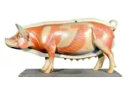 Макет анатомический разборный Кулинарная разделка свинины на крупнокусковые части