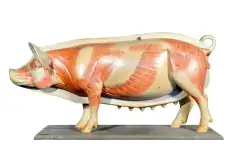 Макет анатомический разборный Кулинарная разделка свинины на крупнокусковые части1