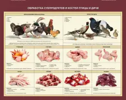 Стенд Обработка субпродуктов и костей птицы и дичи Стенд Обработка субпродуктов и костей птицы и дичи