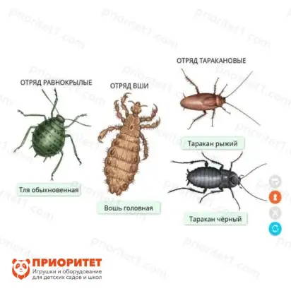 Электронные образовательные ресурсы Животноводство2_1