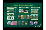 Электрифицированный стенд Уровни организации жизни