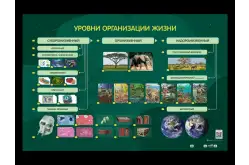 Электрифицированный стенд Уровни организации жизни1