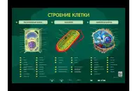 Электрифицированный стенд Строение клетки