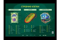 Электрифицированный стенд Строение клетки1