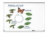 Развивающая магнитная игра «Жизненный цикл бабочки» (9 элементов)