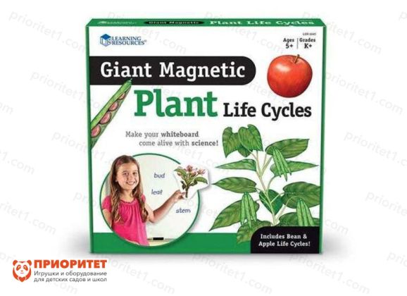 Развивающая магнитная игра «Жизненный цикл растений» (12 элементов)