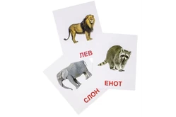 Двухсторонние учебные карточки «В мире диких животных» ДОУ1