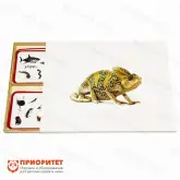 Комплект карточек Монтессори «Позвоночные животные»1