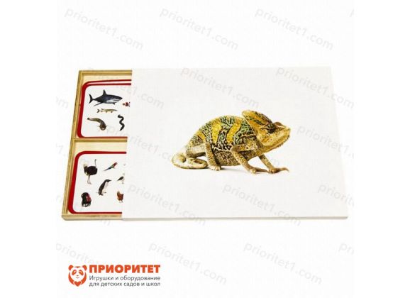 Комплект карточек Монтессори «Позвоночные животные»